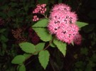 花が赤く、シモツケ(低木)に似た草本であるのが名の由来。シモツケは下野の国(栃木県)に多いことからこの名になりました。