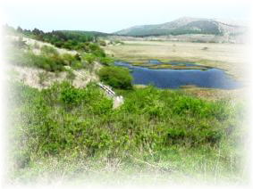 新緑の八島湿原に映える八島ヶ池の碧き美しさ