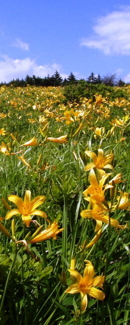 朝咲いた花は夕方にはしぼんでしまう１日花で、花が黄色く、葉がスゲの仲間に似ていることと、日光地方に多いということから名付けられました。