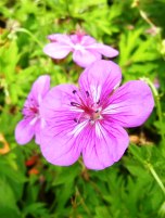 霧ヶ峰高原の八島湿原のアサマフウロは環境省のレッドデータブックに載る絶滅危惧種に指定される希少な美しい花です。それが八島ヶ原湿原に群生しているのです。