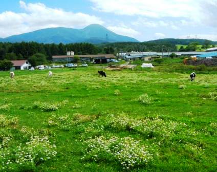 9月1日の長門牧場内は、一面にカモミールの白い花が群生していました。馬や牛の臭いがカモミールの香りよりまさり、癒し系のハーブの香りが漂うことはありませんでした。牛たちにはハーブの香りが嫌いなようで、牧草内の半分位を占めて咲いていました。