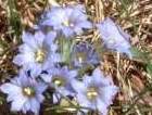 リンドウ科リンドウ属,日当たりのよい山野に生える草丈５～10cmの２年草。花期は４月下旬から５月中旬。
