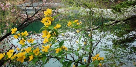 バラ科/ヤマブキ属の落葉低木。春の季語。花期４月