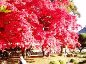 諏訪で一番きれいな茅野市長円寺の紅葉