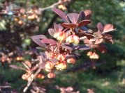 リゾートイン・レアメモリーの裏庭のマユミの花です。春は新緑の芽が山菜となります。